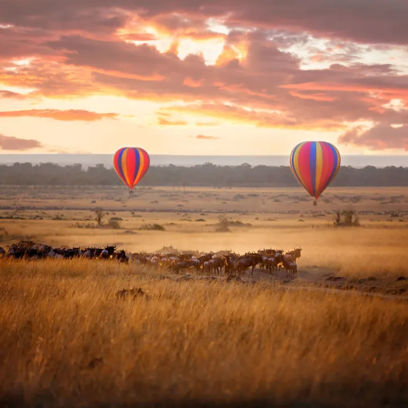 Sunrise over the Masai Mara, with a pair of low-flying hot air balloons and a herd of wildebeest below in the typical red oat grass of the region. In Kenya during the annual Great Migration.