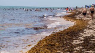 Florida's Beaches Are Under Threat Of A Massive Sargassum Seaweed Invasion This Year