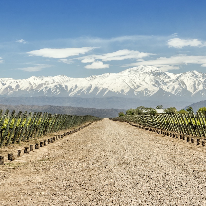 Lujan de Cuyo´s vineyards in the Mendoza wine region, Argentina