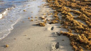 Sargassum Seaweed Has Arrived On Florida Beaches And Will Get Worse