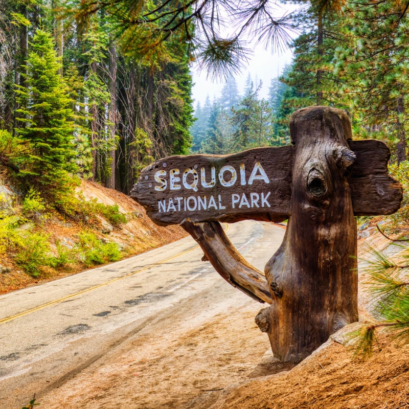 sequoia sign woods trees california