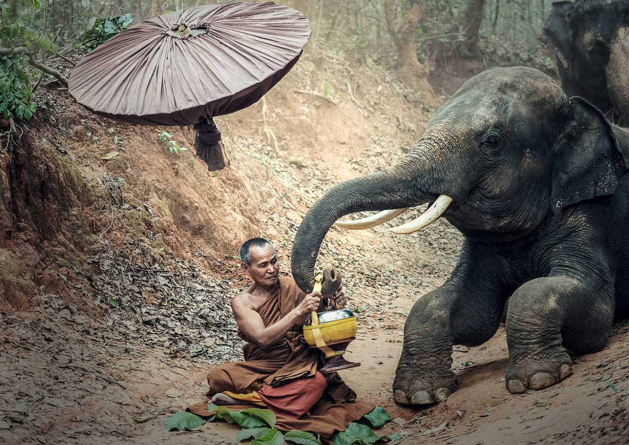 stop elephant rides find an ethical elephant sanctuary