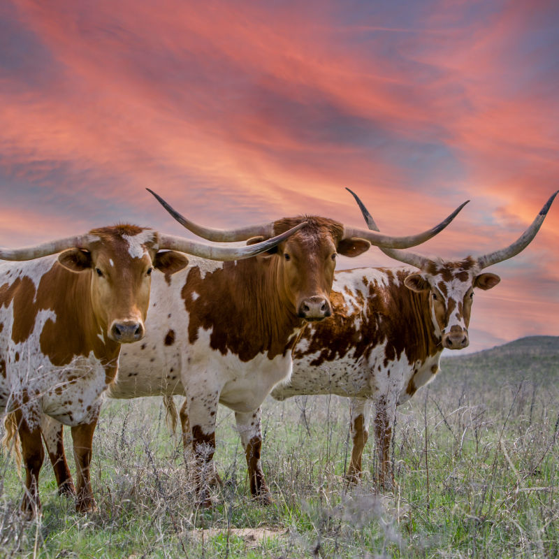 texas longhorns in a field out west where you can travel