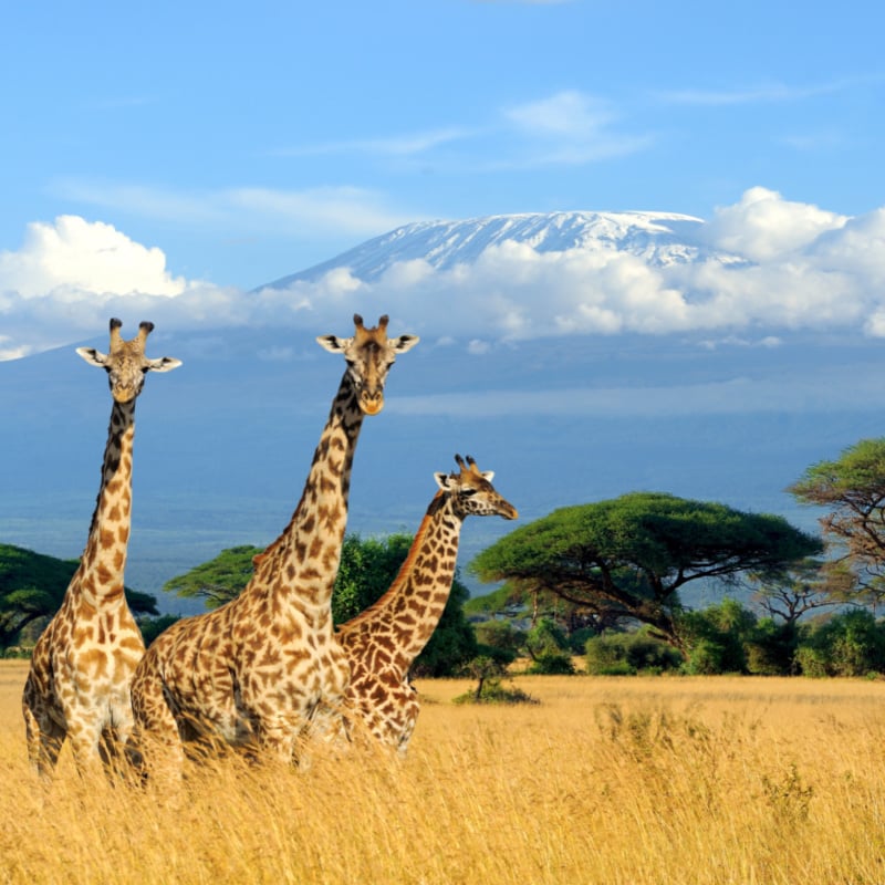 Three giraffe on Kilimanjaro mount background in National park of Kenya, Africa copy