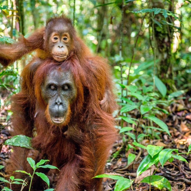 A mother oranguatang carries her baby on her back in the Indonesian jungle