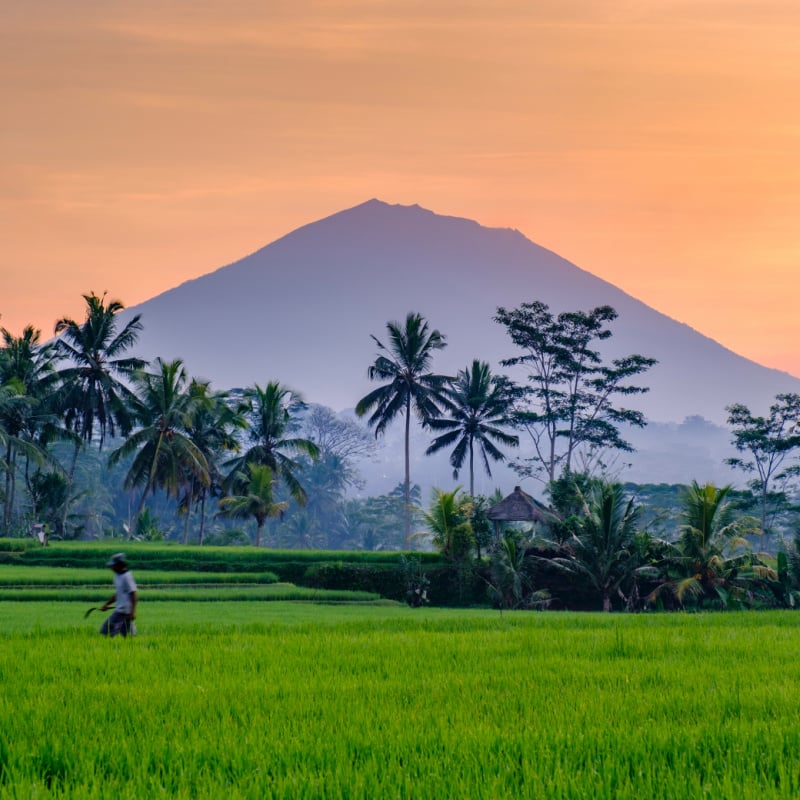 Ubud Bali rice fields jungle and mountains
