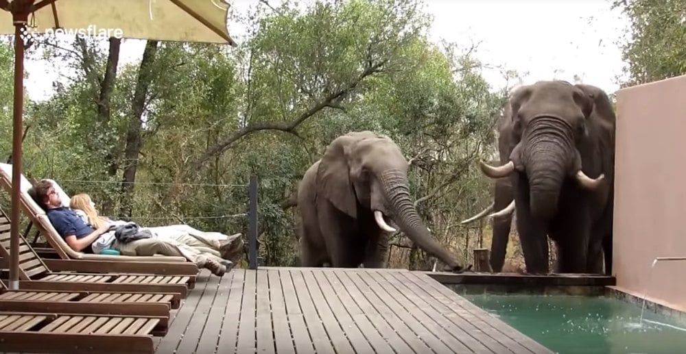 Video of Three Elephants Stopping For a Drink at a Pool