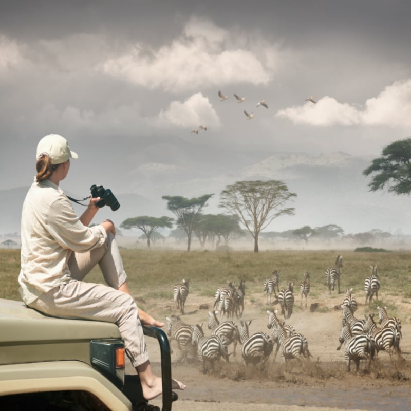 Woman tourist on safari in Africa, traveling by car in Kenyawatching zebras and antelopes in the savannah