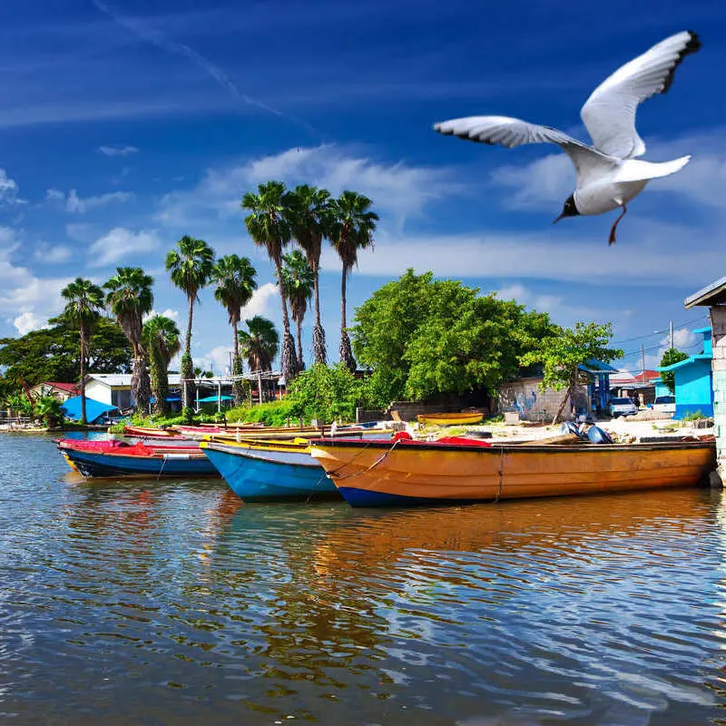 A Bird Flying Towards A Harbor Where Colorful Boats Are Docked In Jamaica, Caribbean Sea