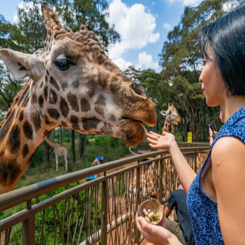 A tourist woman feeding a Rotschild's giraffe with her hands.