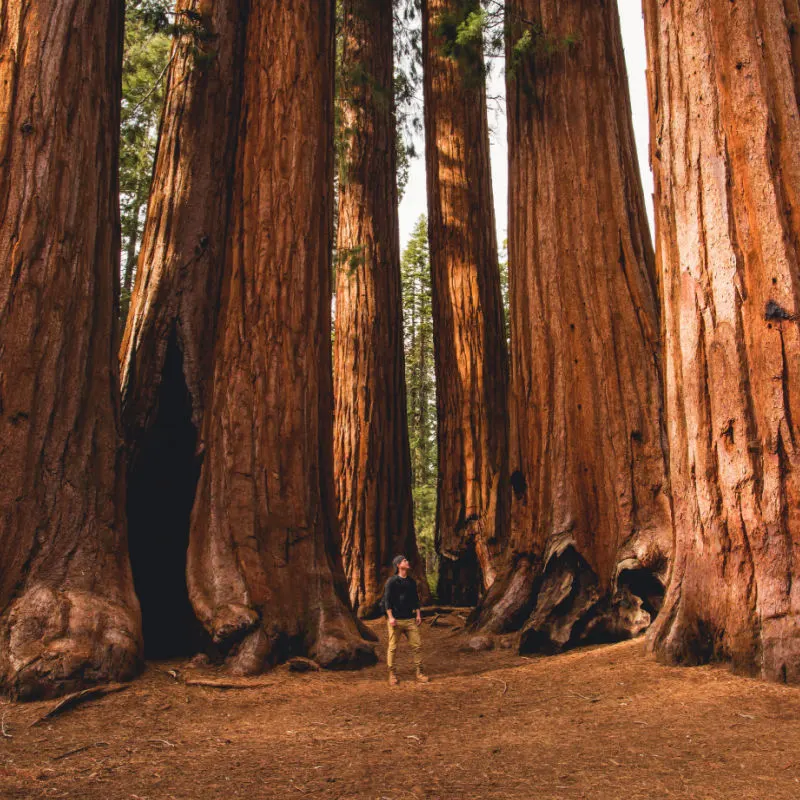 America U.S. national park travel trees woods