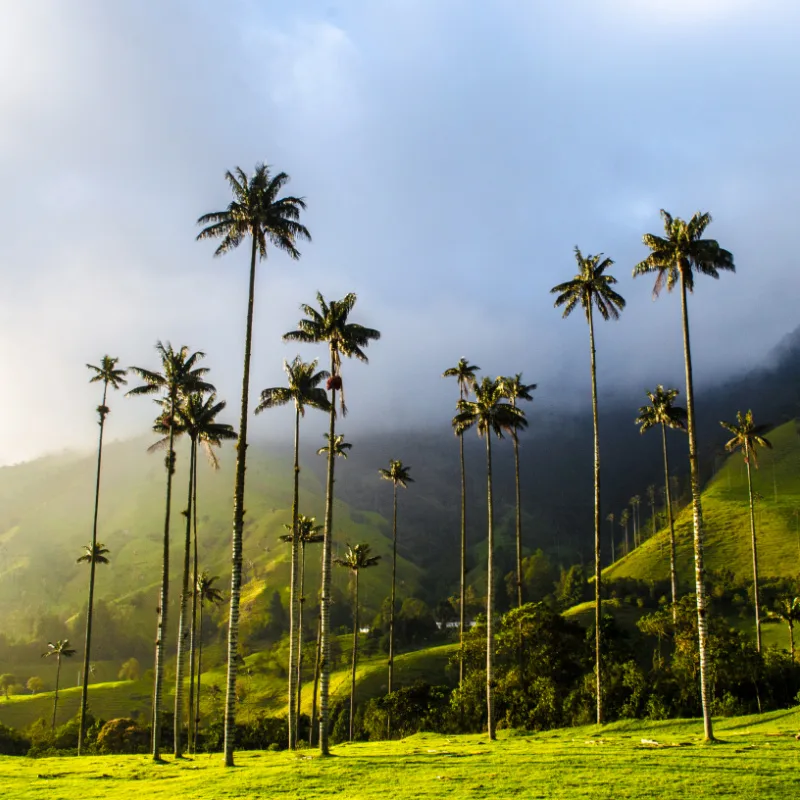 Colombia mountains palm trees green