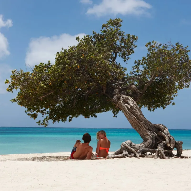 Couple under a tree on beach in Aruba