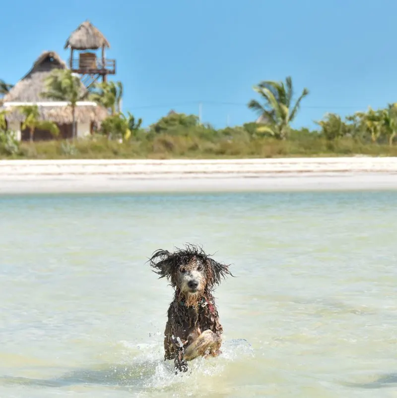 Dog in Holbox in the water