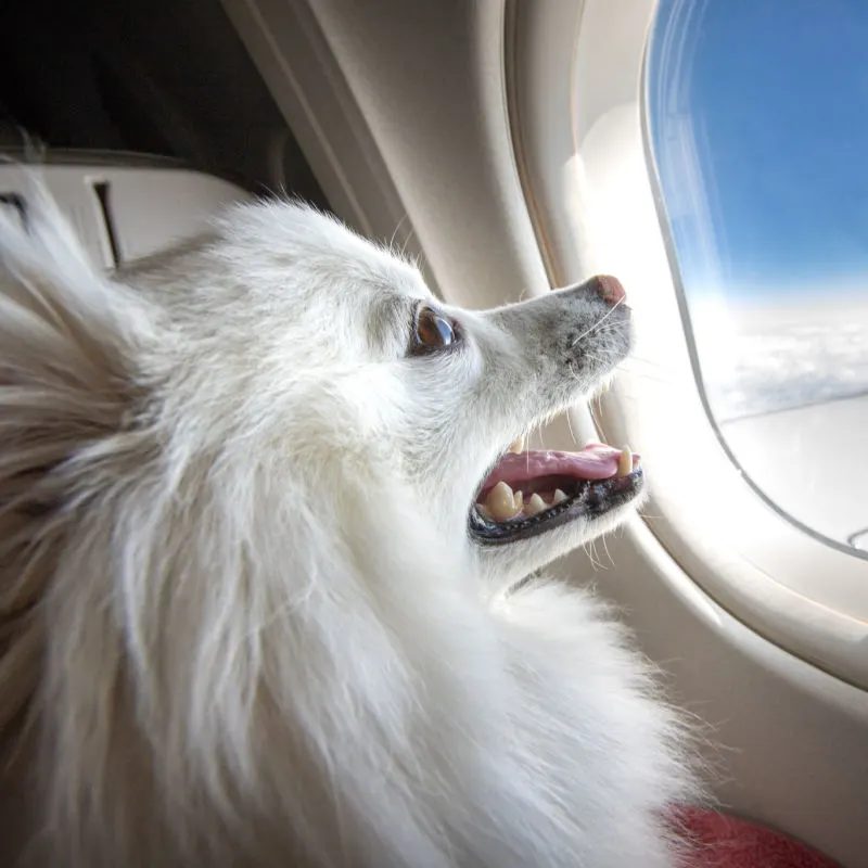 Dog Looking Out Plane Window