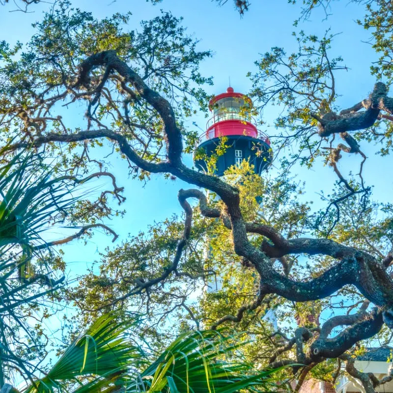 Lighthouse Florida Beach Tree