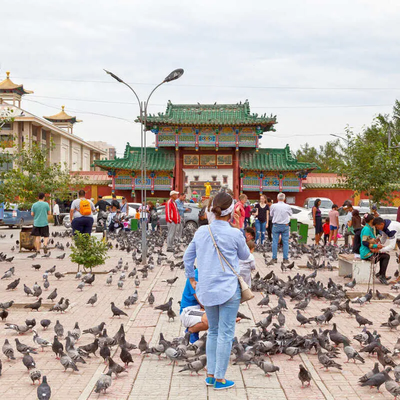 Passerby Feeding Birds In Public Square In Ulaanbaatar, Mongolia