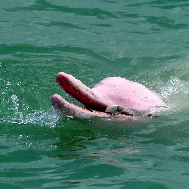 pink dolphin in Thailand
