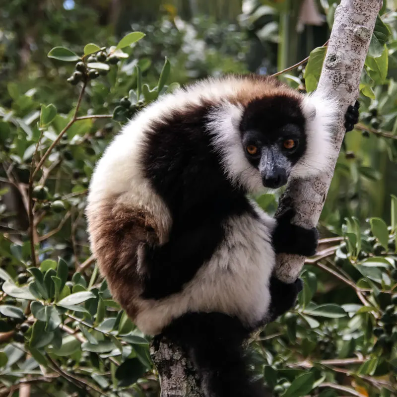 A lemur holds on to a tree trunk in the lush rainforests of Madagascar
