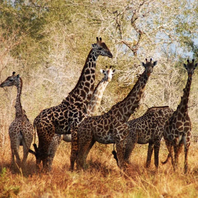 a pack of beautiful Giraffes stand amongst the brush in the game reserve