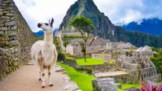 White llama standing in front of Machu Picchu, Peru.