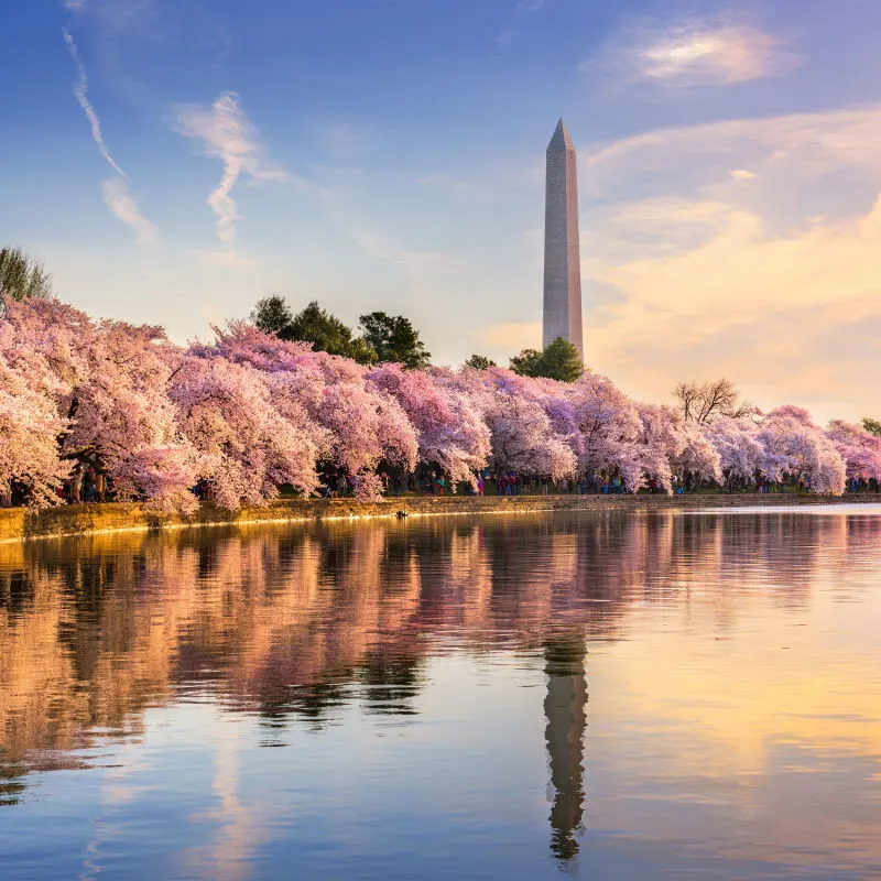 A beautiful reflection of cherry blossoms and the monument in Washington DC, Alaska's newest destination from San Diego