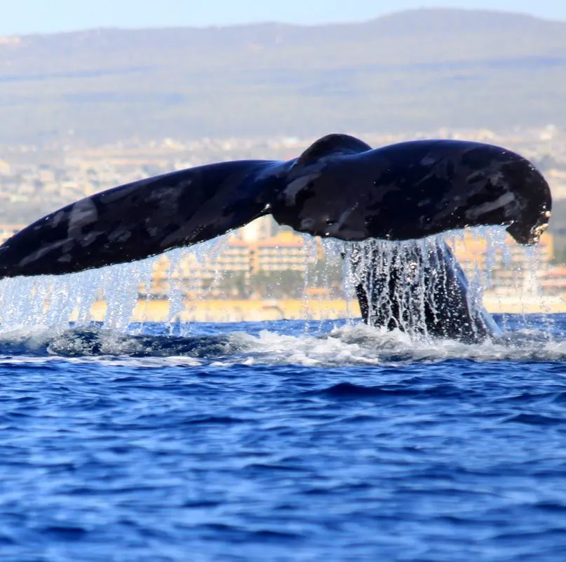 Whale tail coming out of ocean with cabo in the background